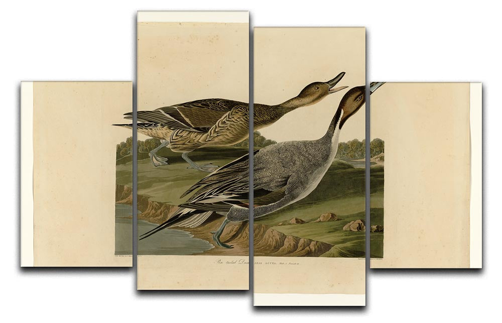 A beautiful 4 split panel canvas artwork featuring a Pin-tailed Duck, showcasing vibrant colors and intricate details.